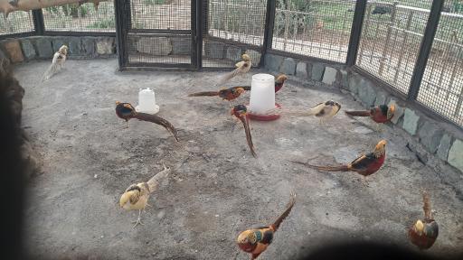 عکس باغ پرندگان قم