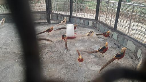 عکس باغ پرندگان قم