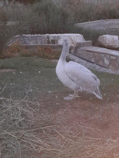 عکس باغ پرندگان قم