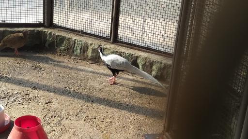 عکس باغ پرندگان قم