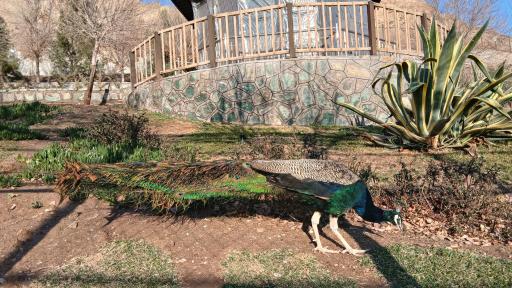 عکس باغ پرندگان قم