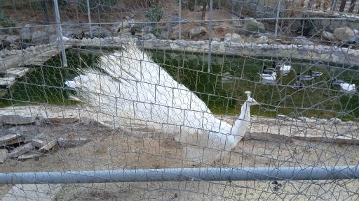 عکس باغ پرندگان قم