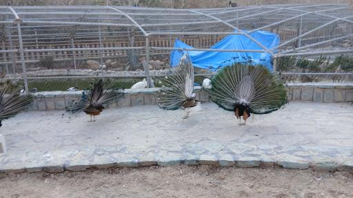 عکس باغ پرندگان قم