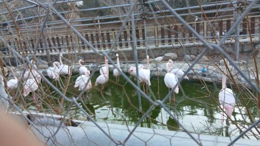 عکس باغ پرندگان قم