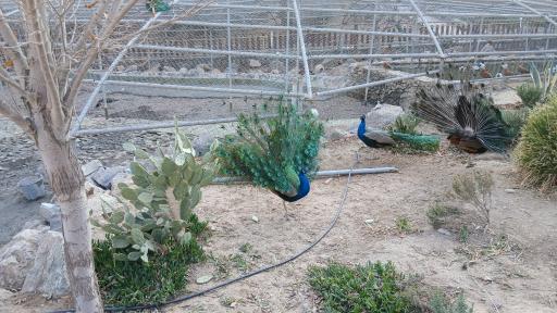 عکس باغ پرندگان قم