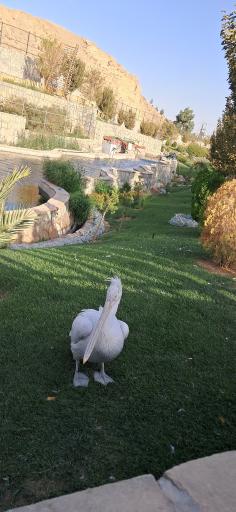 عکس باغ پرندگان قم