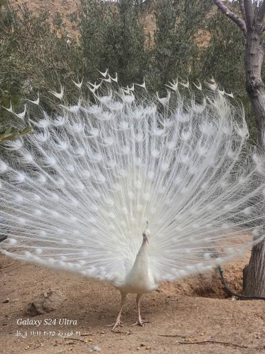 عکس باغ پرندگان قم