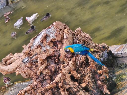 عکس باغ پرندگان قم