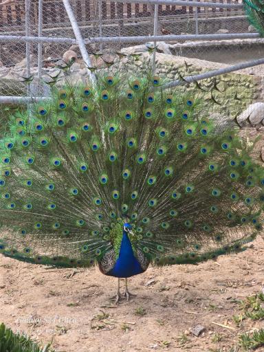 عکس باغ پرندگان قم