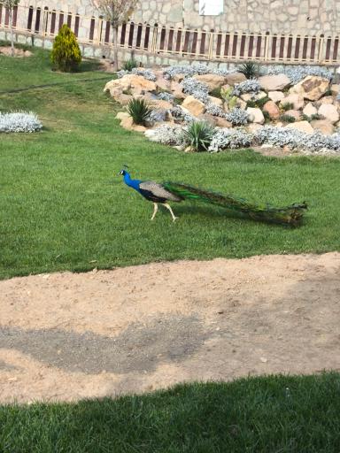 عکس باغ پرندگان قم