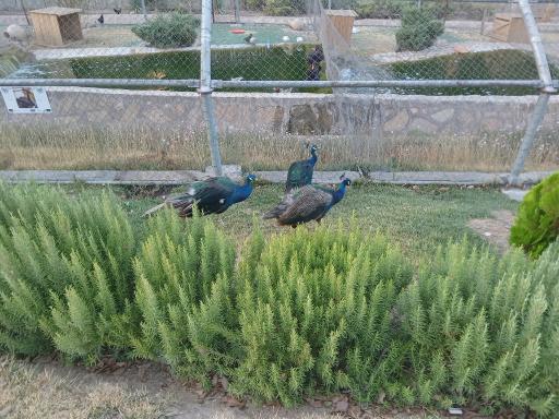 عکس باغ پرندگان قم