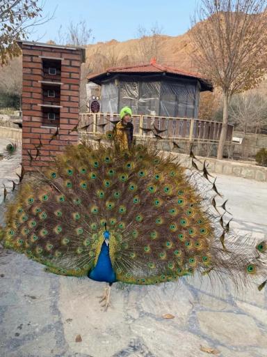 عکس باغ پرندگان قم
