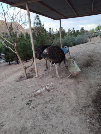عکس باغ پرندگان قم
