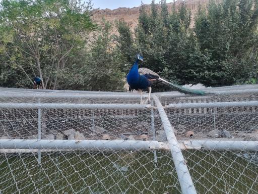 عکس باغ پرندگان قم