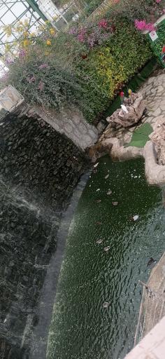 عکس باغ پرندگان قم