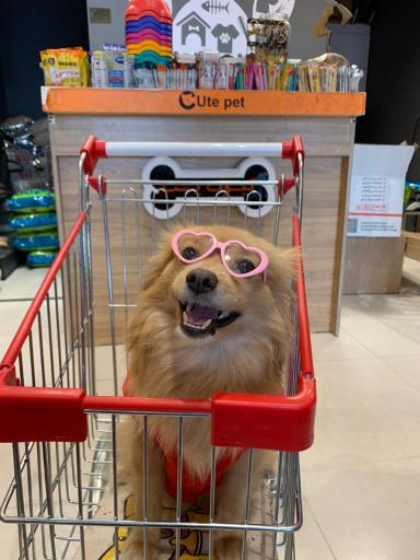 عکس پت شاپ کیوت پت