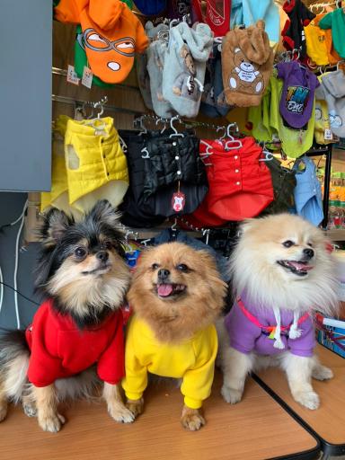 عکس پت شاپ کیوت پت