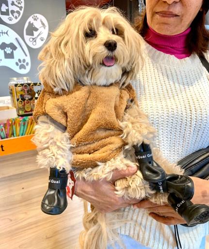 عکس پت شاپ کیوت پت