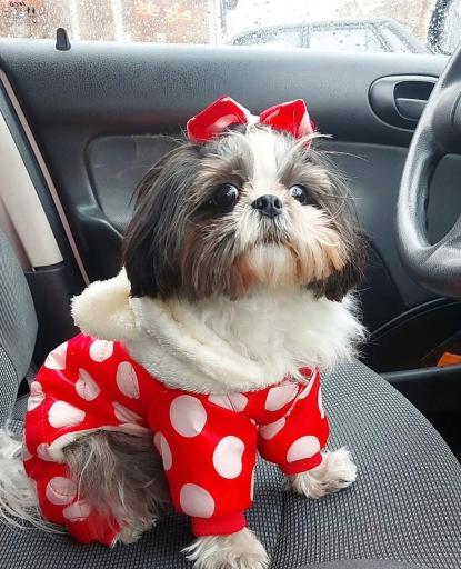 عکس پت شاپ کیوت پت