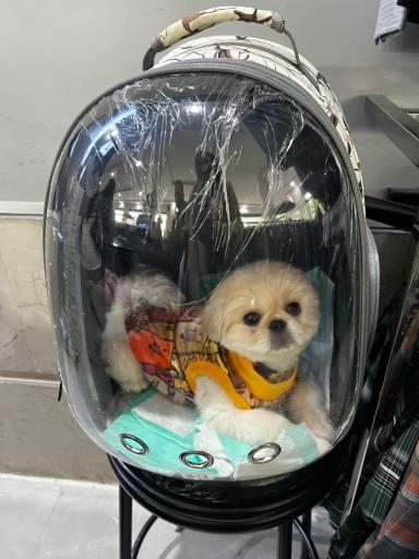 عکس پت شاپ کیوت پت