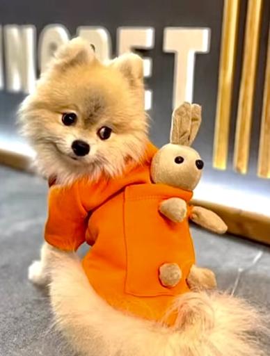 عکس پت شاپ کیوت پت