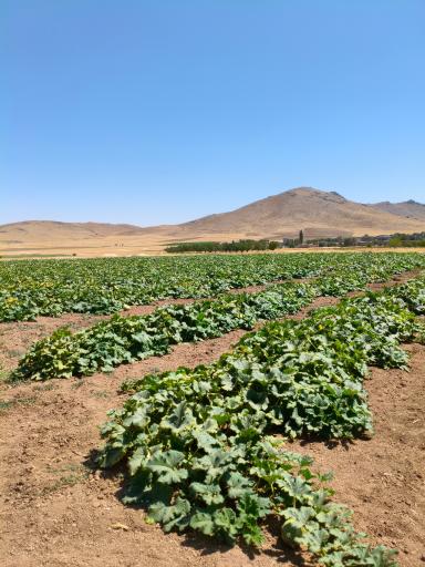 عکس مبارک آباد کله رش