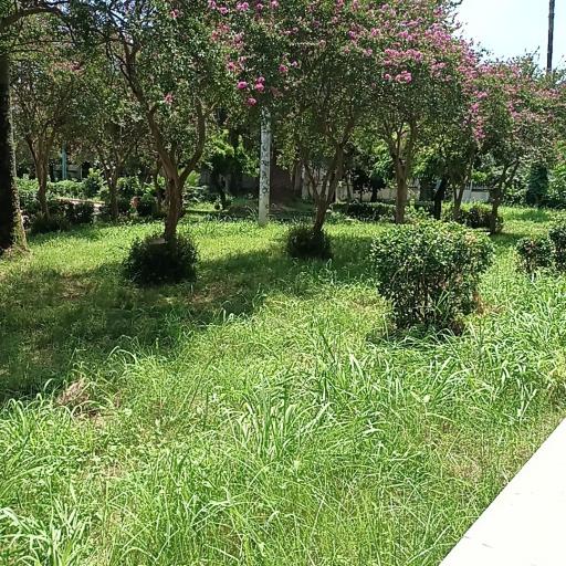 عکس پارک محوطه کاخ