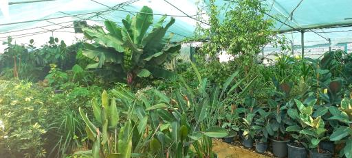 عکس گلخانه هویا