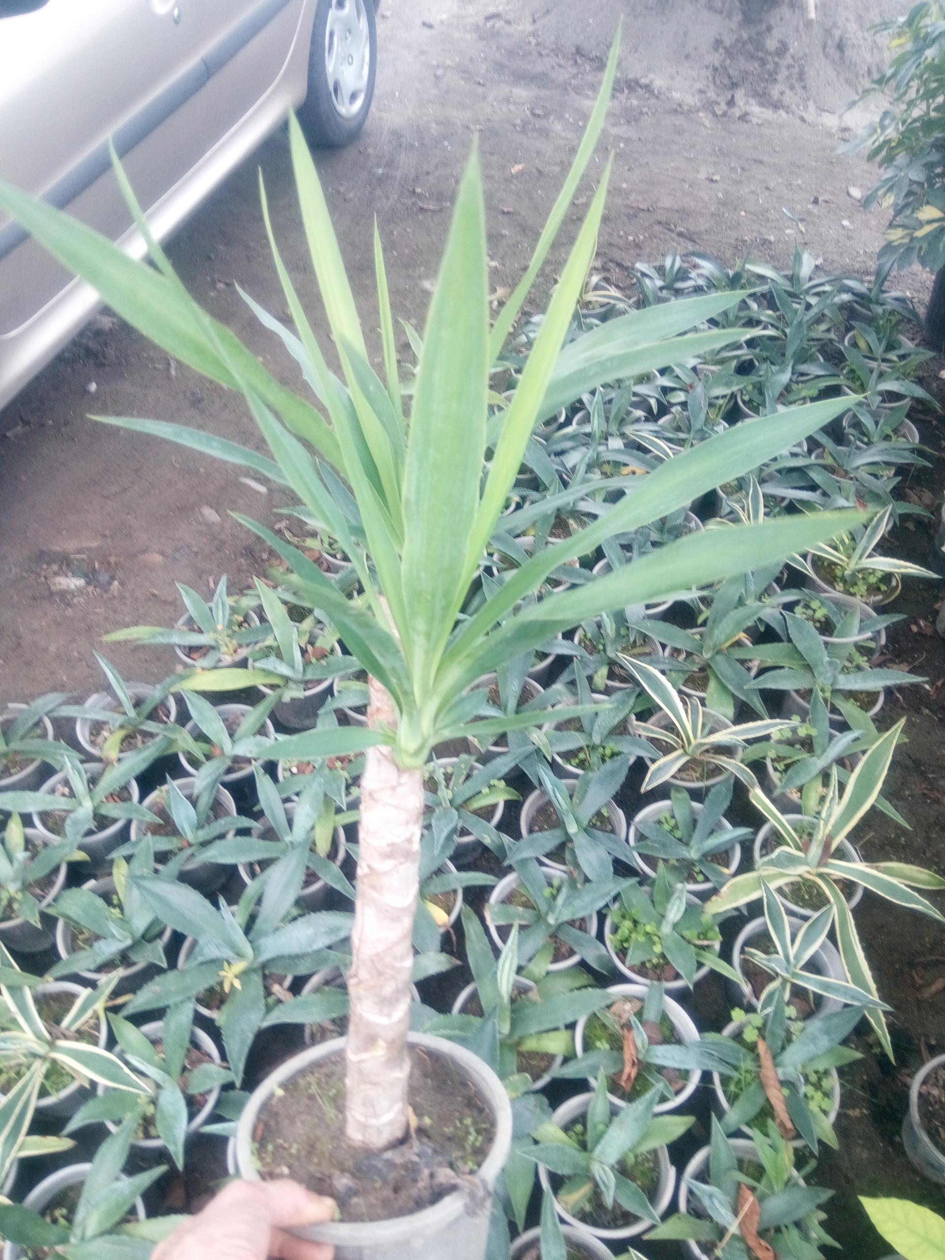 عکس باغ گل اریکا