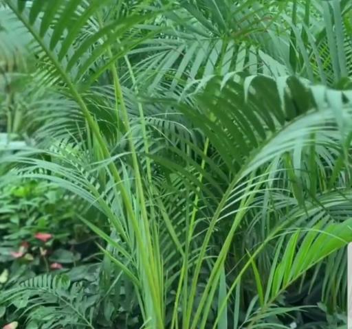 عکس باغ گل اریکا