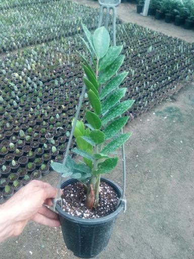 عکس باغ گل اریکا