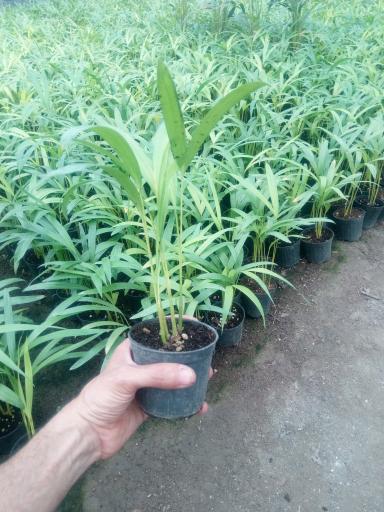 عکس باغ گل اریکا