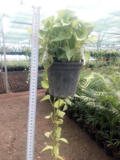 عکس باغ گل اریکا