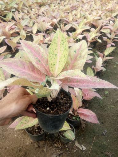 عکس باغ گل اریکا