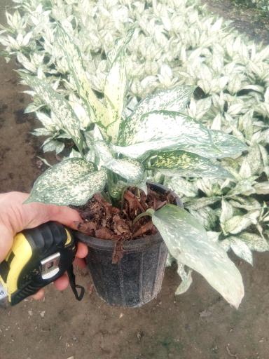 عکس باغ گل اریکا