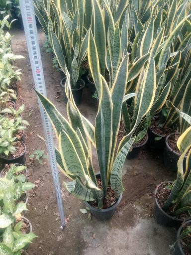 عکس باغ گل اریکا