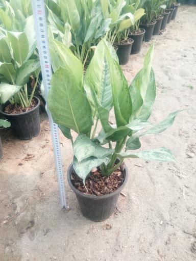 عکس باغ گل اریکا