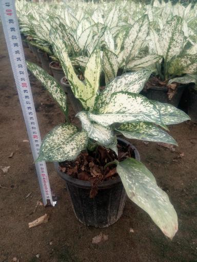 عکس باغ گل اریکا