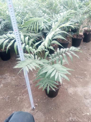 عکس باغ گل اریکا