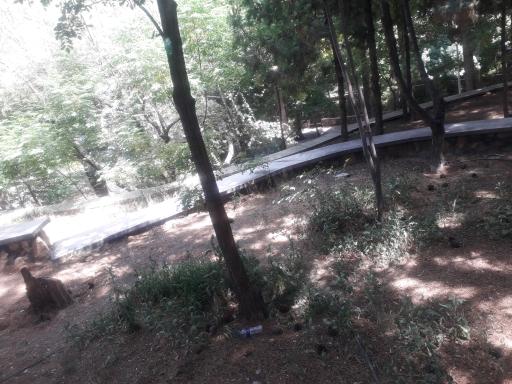 عکس پارک بلوار