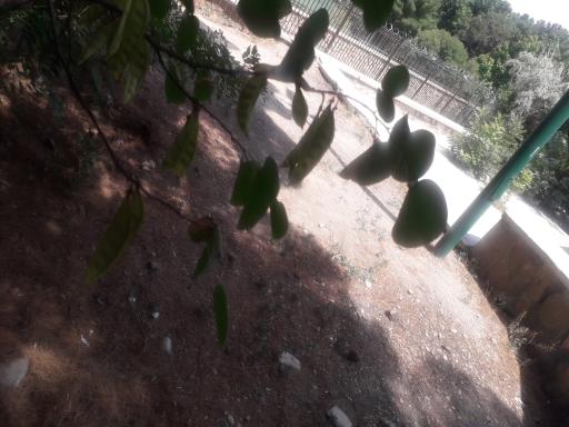 عکس پارک بلوار