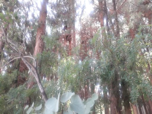 عکس پارک بلوار