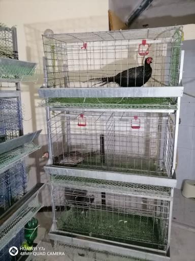 عکس قرقاول کوهسنگی