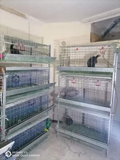 عکس قرقاول کوهسنگی