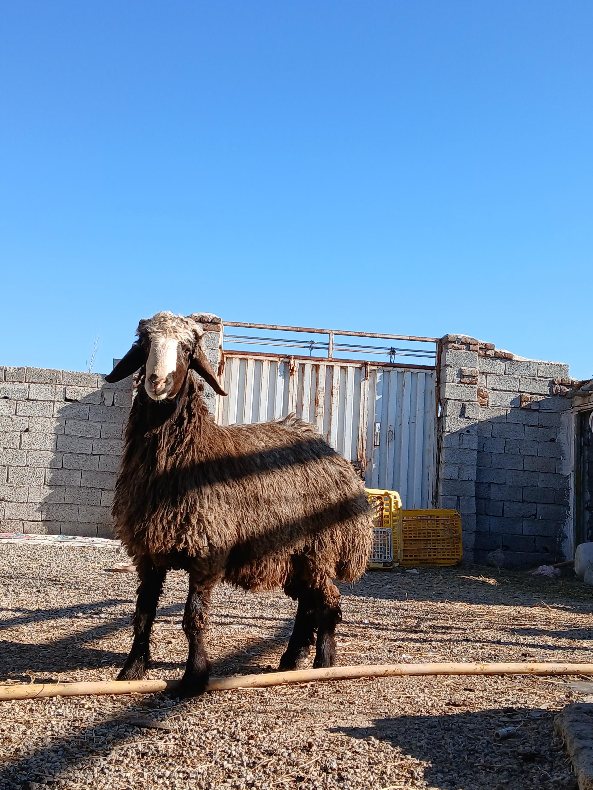 عکس دامداری مهدی