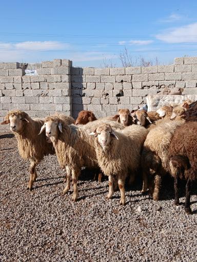 عکس دامداری مهدی