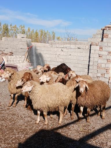 دامداری مهدی