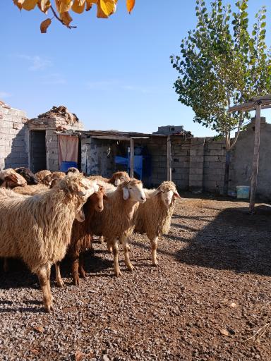 عکس دامداری مهدی