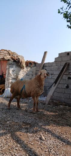 عکس دامداری مهدی