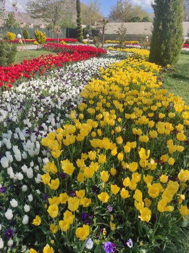 عکس باغ لاله‌های اراک